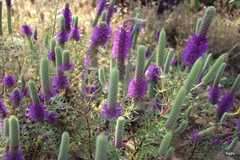 Eusteralis deccanensis